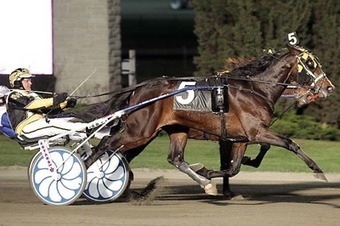 The Harness Edge | Racing News | Scoop.it