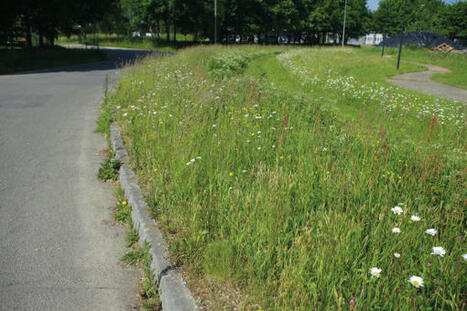 Bords de route : comment la nature reprend ses droits | prospective et tendances | Scoop.it