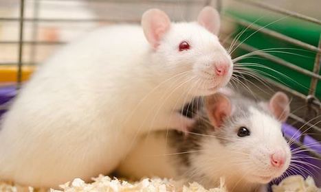 Rats have empathy and avoid actions that can cause pain to fellow rodents | Daily | Empathy and Animals | Scoop.it