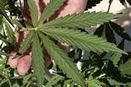 Florida medical marijuana petition won't allow users to grow their own - Tampabay.com (blog) | Beckley News : Cannabis - Marijuana | Scoop.it