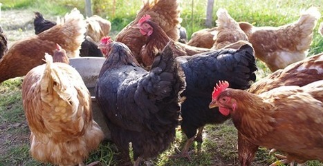 L'Anses devient un Centre Européen de Référence pour le Bien-Etre Animal | Actualités de l'élevage | Scoop.it