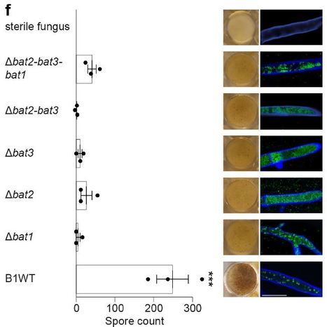 Secreted TAL effectors protect symbiotic bacteria from entrapment within fungal hyphae - bioRxiv | TAL effector science | Scoop.it