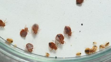 Dans l'enfer des punaises de lit | Vari&eacute;t&eacute;s entomologiques | Scoop.it