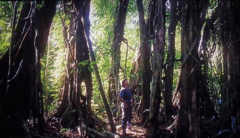 Want to feel awe? Here’s why a forest can give you a mind-blowing dose | RAINFOREST EXPLORER | Scoop.it