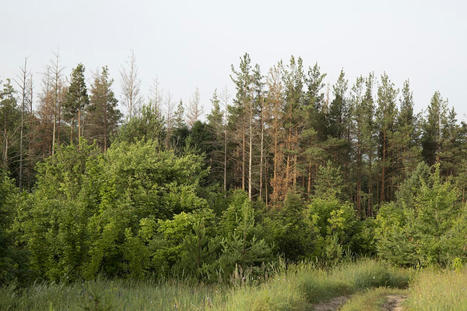 FRANCE : Réchauffement climatique : Conséquences sur les forêts | CIHEAM Press Review | Scoop.it