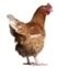 Campylobacter dans les abattoirs de poulets en Belgique : &eacute;tude des facteurs de risque | La Gazette des abattoirs | Scoop.it