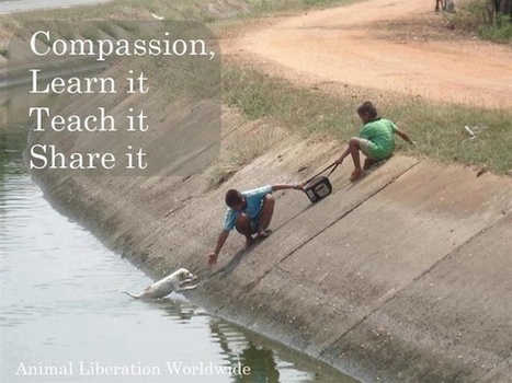 Share the compassion | Quote for Thought | Scoop.it