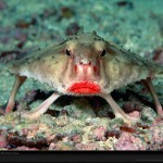 Animales raros: Los  peces murciélago de labios rojos  o  peces murciélago de Galápagos | Cosas que interesan...a cualquier edad. | Scoop.it