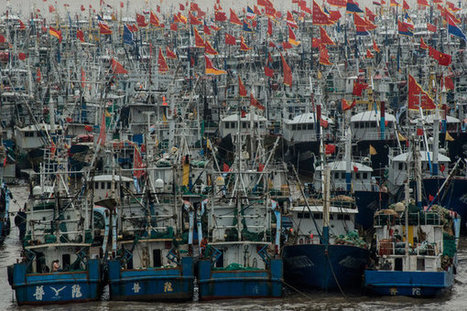 China Wants Fish, So Africa Goes Hungry | ASIES | Scoop.it
