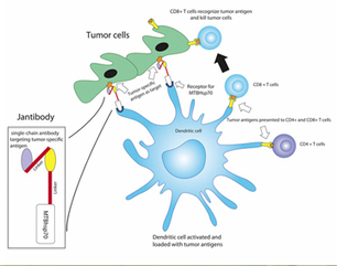 New Approach to Cancer Vaccines | Immunopathology & Immunotherapy | Scoop.it