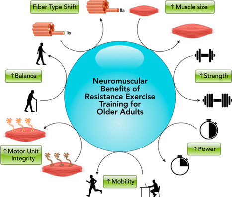 The Importance of Resistance Exercise Training to Combat Neuromuscular Aging | Physical and Mental Health - Exercise, Fitness and Activity | Scoop.it