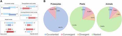 Genome-wide comparative analysis reveals distinct evolutionary patterns of overlapping genes in prokaryotes and eukaryotes | Heredity hdt | RMH | Scoop.it