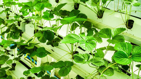 AGRICULTURE: Beyond vertical farming hype | ALIMENTATIONS | Scoop.it