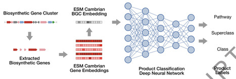 Fine-Grained Structural Classification of Biosynthetic Gene Cluster-Encoded Products | bft | RMH | Scoop.it