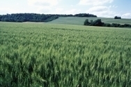 INRA - impact d’évènements climatiques extrêmes sur les rendements du blé | SCIENCES DU VEGETAL | Scoop.it