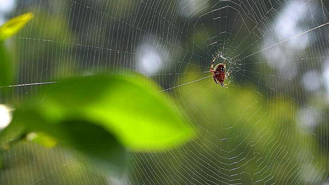 Espectacular timelapse de una araña tejiendo una telaraña | Bichos en Clase | Scoop.it