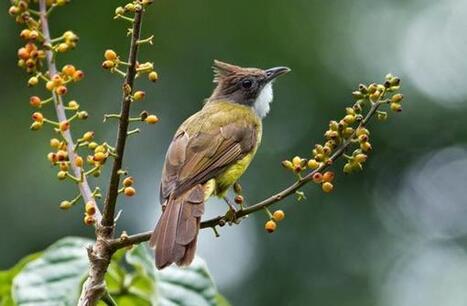 Harga Burung Cucak Jenggot Terbaru Semua Jenis