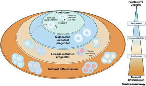 Olivier Adotevi on LinkedIn: Durable CD4+ T cell immunity: cherchez la stem | Immunology | Scoop.it