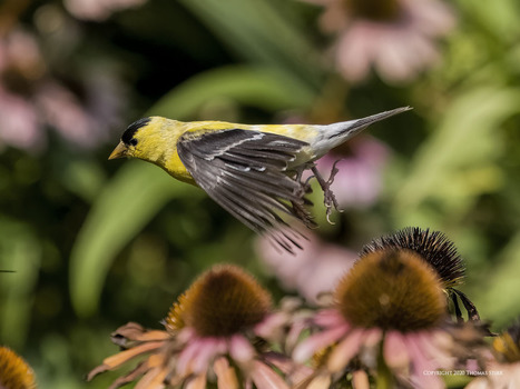 American Goldfinch | Mirrorless Cameras | Scoop.it