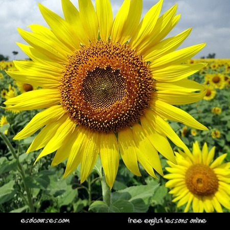 Summer - Picture Vocabulary | English Word Power | Scoop.it