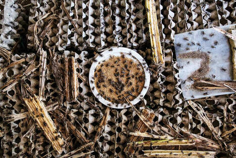 Cambodge : Essor de l'élevage de grillons et de sauterelles dans la province de Kampong Thom | Les Colocs du jardin | Scoop.it