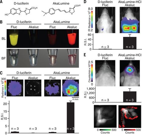 Single-cell bioluminescence imaging of deep tissue in freely moving animals | RMH | Scoop.it
