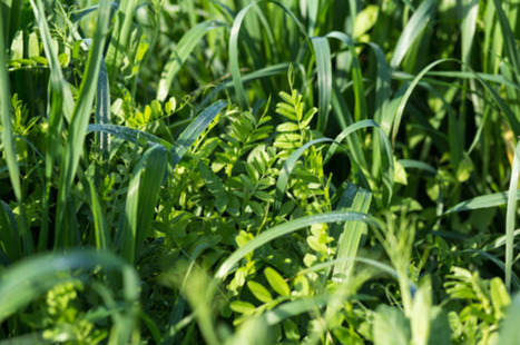 Les couverts v&eacute;g&eacute;taux, bien plus qu&rsquo;une obligation - Pleinchamp | TRANSITION AGROECOLOGIQUE : PRATIQUES ET POLITIQUES AGRICOLES | Scoop.it