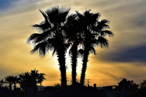 Palm trees | Sunset in cloudy San Felipe, Baja - Mexico. | Thomas Gorman | Baja California | Scoop.it