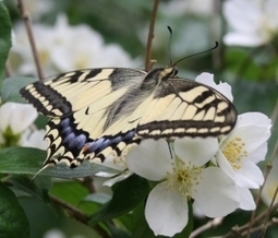 Eilen, T&auml;n&auml;&auml;n, Huomenna - Luontoblogi 2012 | 1Uutiset - Lukemisen t&auml;hden | Scoop.it