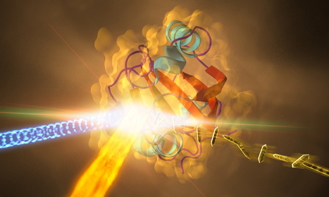 Scientists Watch Bacterial Sensor Respond to Light in Real Time | Amazing Science | Scoop.it