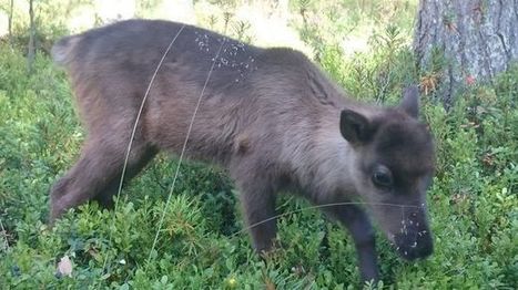 Koira adoptoi poron! Orpo Urho sai uuden elämän - video: näin se ui | 1Uutiset - Lukemisen tähden | Scoop.it