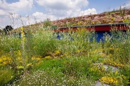 Quelles plantes choisir pour un toit végétal? | Build Green, pour un habitat écologique | Scoop.it