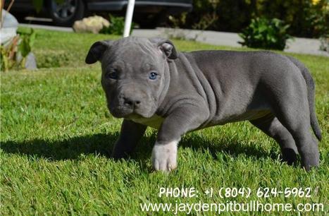 bluenose pitbull puppies near me