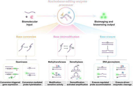 High-performance bioimaging and biosensing via nucleobase-editing enzymes | csr | RMH | Scoop.it
