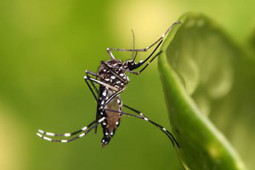 CNA: ¿Quién propuso la idea de que el virus Zika es el responsable de los casos de microcefalia en los bebés? | La R-Evolución de ARMAK | Scoop.it