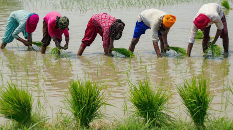 Alimentation : quatre questions sur l'arrêt des exportations de riz blanc non basmati décidé par l'Inde. | JamesO | Scoop.it