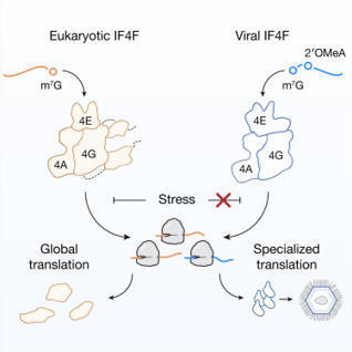 Giant DNA viruses encode a hallmark translation initiation complex of eukaryotic life | CEL | RMH | Scoop.it