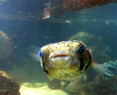 Carbon Dioxide Affecting Fish Brains | OUR OCEANS NEED US | Scoop.it