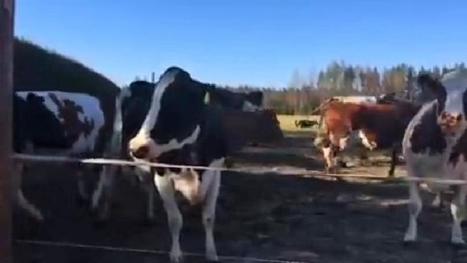 Onnelliset lehm&auml;t hyppiv&auml;t kev&auml;tlaitumelle &ndash; "Ihan h&auml;mment&auml;&auml; meid&auml;n videon suosio" | 1Uutiset - Lukemisen t&auml;hden | Scoop.it