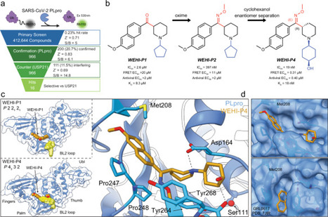 A Novel PLpro Inhibitor Improves Outcomes in a Pre-Clinical Model of Long COVID - Nature Communications | Virus World | Scoop.it