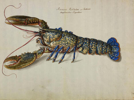 La BnF Richelieu met &agrave; l'honneur le monde animal jusqu'en ao&ucirc;t 2027 - Beaux arts | Biodiversit&eacute; | Scoop.it
