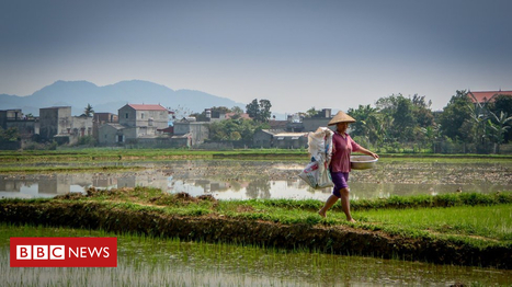 Making food crops that feed themselves | Development Economics | Scoop.it