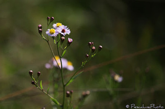 Flore de Camargue: Aster tripolium, Aster maritime | Camargue Nature | Scoop.it