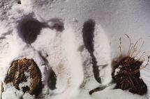 Project to examine 'Yeti' DNA | Science News | Scoop.it