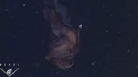 Black seadevil on video for first time: What the mini-monster looks like | Coastal Restoration | Scoop.it