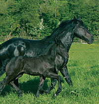 Les prairies pour l'alimentation des chevaux | Cheval et Nature | Scoop.it