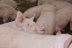 Porc : 2025 sera une année plutôt bonne | Actualité Bétail | Scoop.it