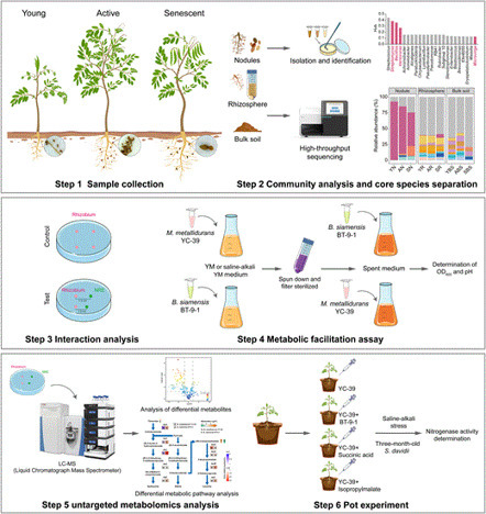 Bacillus populations restore amino acid metabolism in Mesorhizobium under saline&ndash;alkali stress to enhance nitrogen fixation efficiency | Plant-Microbe Symbiosis | Scoop.it