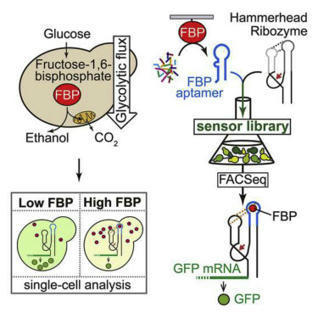 A synthetic RNA-based biosensor for fructose-1,6-bisphosphate that reports glycolytic flux - CCB | RMH | Scoop.it
