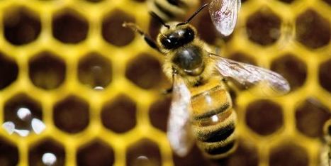 Les d&eacute;put&eacute;s votent l&rsquo;interdiction des pesticides tueurs d&rsquo;abeilles d&egrave;s 2018 | EntomoNews | Scoop.it